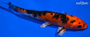 6.25" HEISEI NISHIKI