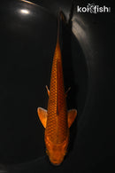 5.5" METALLIC CHAGOI