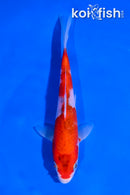 5.5" SANKE