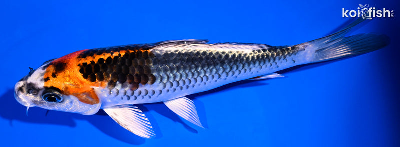 6.75" BENI GINGA