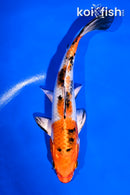 6" YAMATO NISHIKI
