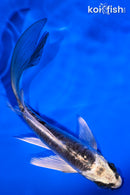 5.25" KIKOKURYU BUTTERFLY