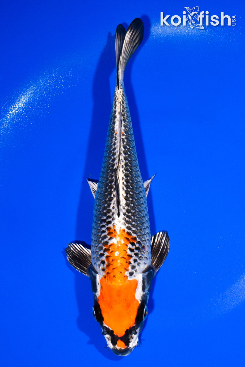 10.5" BENI GINGA