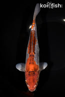 9.25" DOITSU OCHIBA SHIGURE