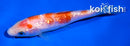 4" GINRIN KOHAKU