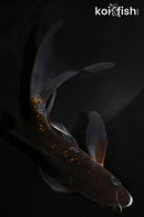 5.25" GINRIN OCHIBA SHIGURE BUTTERFLY
