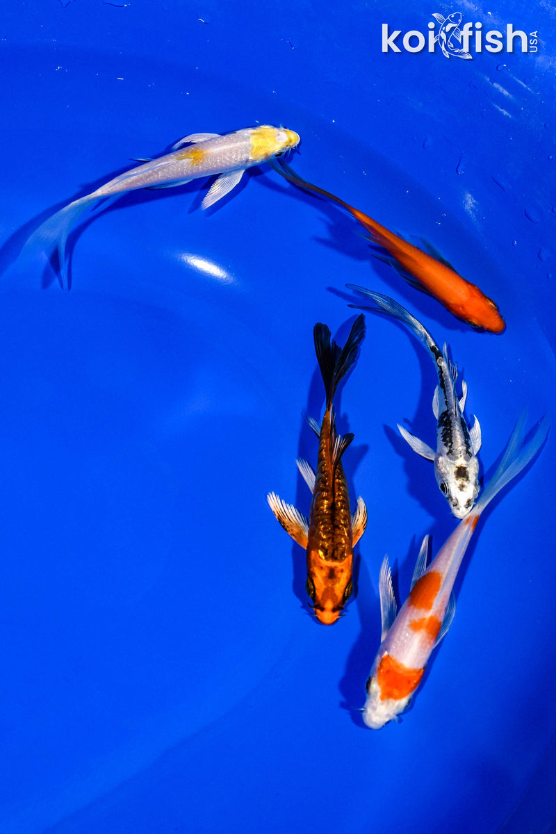 PACK OF (5) 3-4" BUTTERFLY KOI