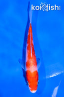 4.5" KOHAKU