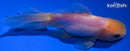 5" ORANDA GOLDFISH