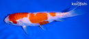 6.75" ARAGOKE KOHAKU