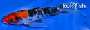 6.75" SHOWA BUTTERFLY