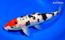 11" TANCHO SANKE