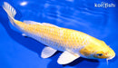 9.25" LEMON HARIWAKE