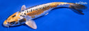 8.75" KIN KIKOKURYU