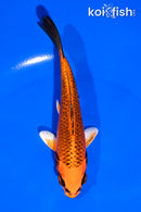 5" ORENJI MATSUBA