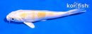 5" LEMON HARIWAKE