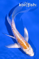 4.75" DOITSU LEMON HARIWAKE BUTTERFLY