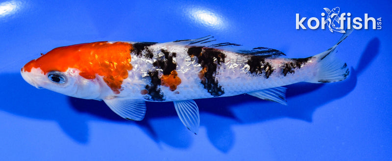 6.25" GINRIN SANKE