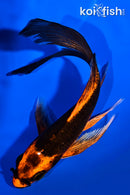 5" ORENJI MATSUBA BUTTERFLY