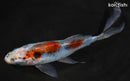 8" SHUBUNKIN GOLDFISH