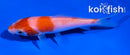 4.5" KOHAKU