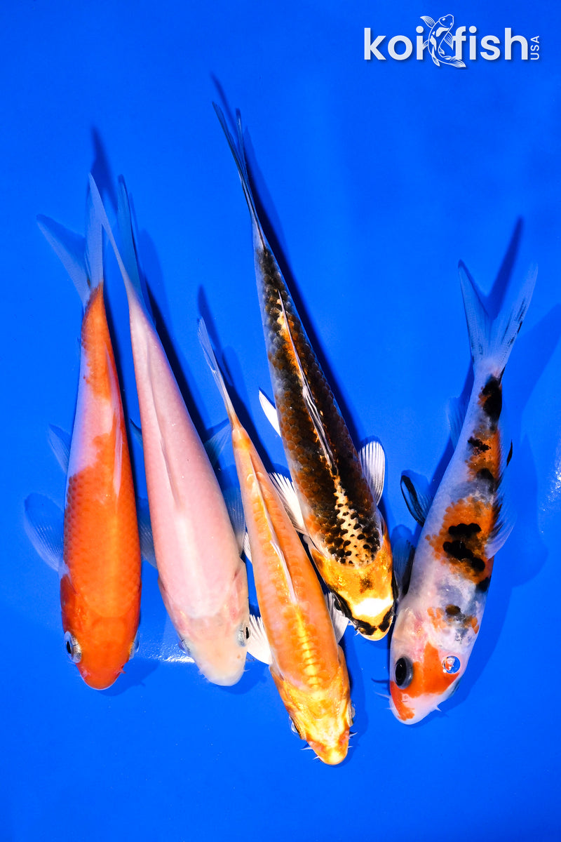 PACK OF (5) 4-5" STANDARD KOI