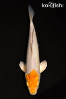 11.25" METALLIC OCHIBA SHIGURE