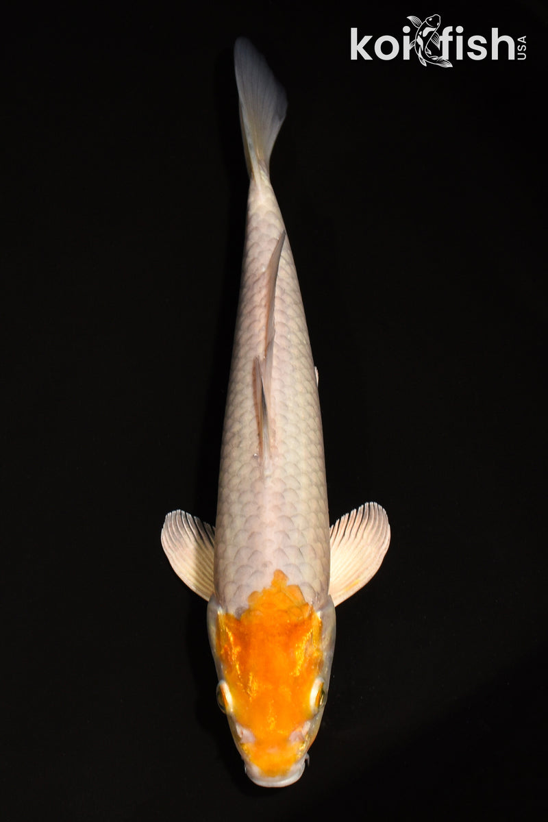 11.25" METALLIC OCHIBA SHIGURE