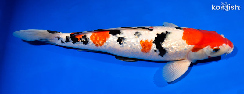 15.5" GINRIN SANKE