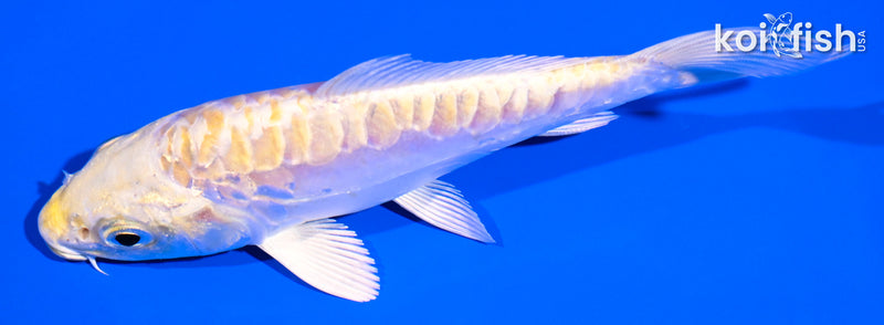 4.75" ARAGOKE LEMON HARIWAKE