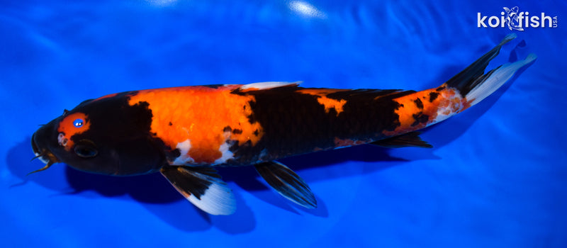 11.5" HI SHOWA