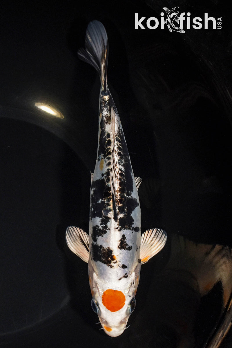 8" TANCHO HEISEI NISHIKI