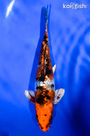 5.5" GINRIN YAMATO NISHIKI