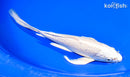 8.25" PLATINUM OGON BUTTERFLY