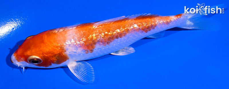 4.5" GINRIN HARIWAKE