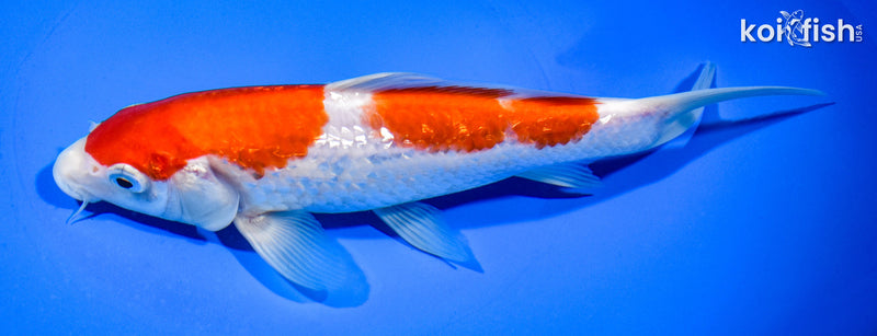 7.5" GINRIN KOHAKU