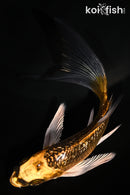 5.5" GINRIN ORENJI MATSUBA BUTTERFLY