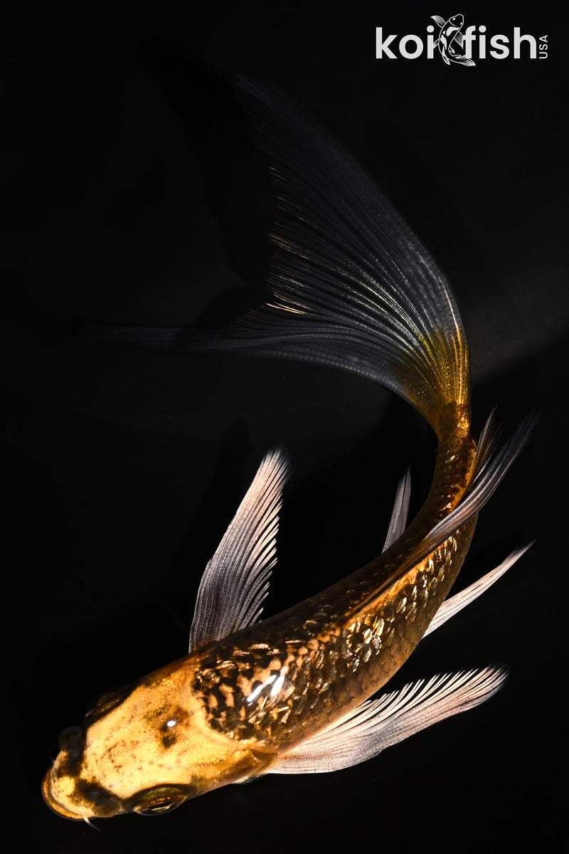 5.5" GINRIN ORENJI MATSUBA BUTTERFLY