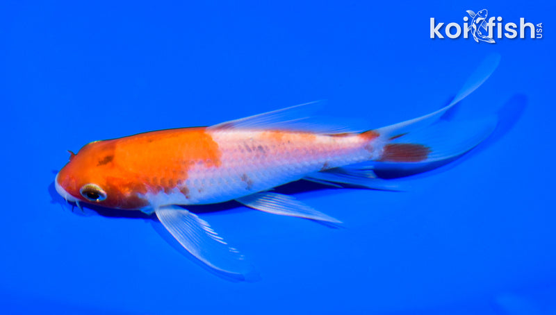 5.25" HARIWAKE BUTTERFLY