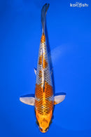 9.25" KUJAKU