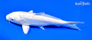 6.25" DOITSU PLATINUM OGON