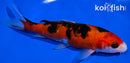 6.25" SANKE