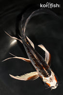 7.75" KUJAKU BUTTERFLY