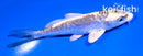 4" ARAGOKE KIKOKURYU