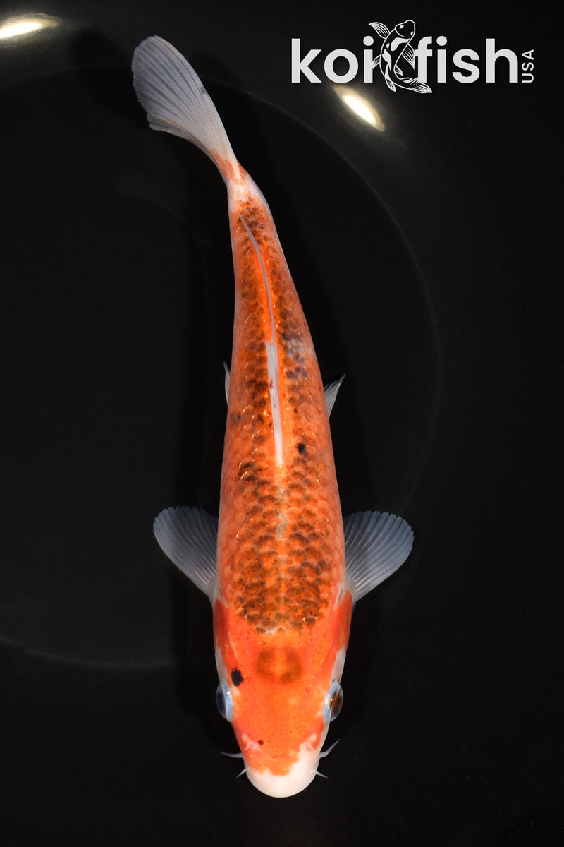 7.25" GOROMO