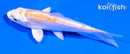 4" DOITSU LEMON HARIWAKE