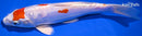8.25" KIKUSUI