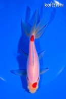 5.75" MARUTEN WATONAI GOLDFISH