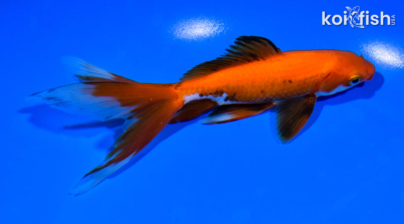 5.75" WAKIN GOLDFISH