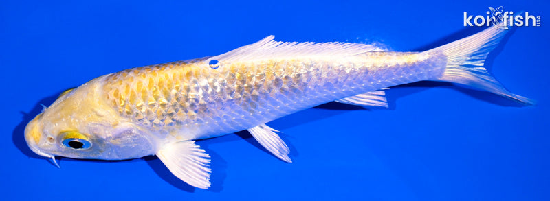 5.25" GINRIN LEMON HARIWAKE